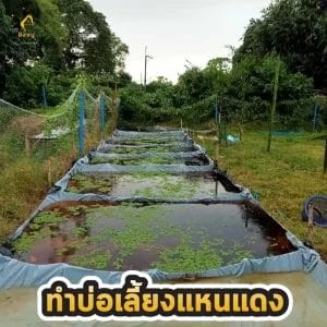 เลี้ยงแหนแดง