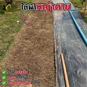 หญ้าไม่ขึ้น