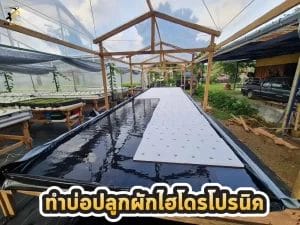 ปลูกผักสลัด