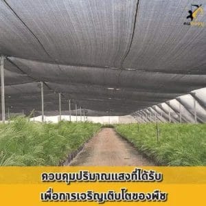 การเจริญเติบโตของพืช 