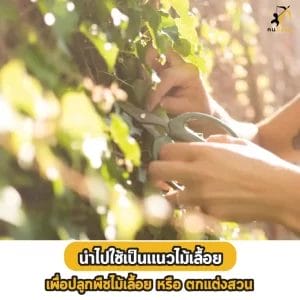 ปลูกไม้เลื้อย 