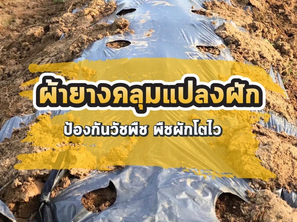 ผ้ายางคลุมแปลงผัก
