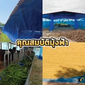 คุณสมบัติมุ้งฟ้า