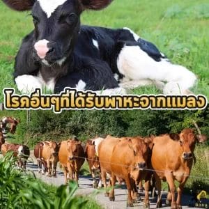 โรคอื่นที่มีพาหะจากแมลง