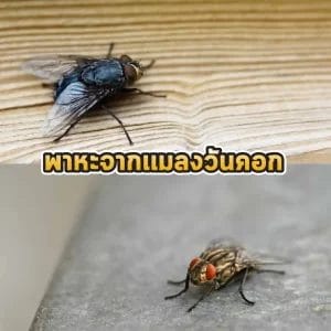 พาหะจากแมลงวันคอก