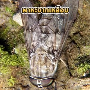 พาหะจากเหลือบ