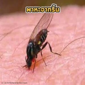 พาหะจากริ้น