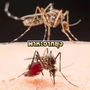 พาหะจากยุง