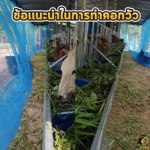 ข้อเเนะนำในการทำคอก