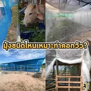 มุ้งเเบบไหนดีกว่ากัน