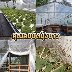 คุณสมบัติมุ้งขาว