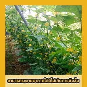 ตาข่ายค้างแตง 