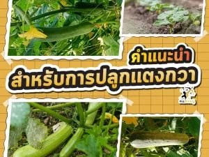 ตาข่ายปลูกแตงกวา 