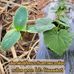 ต้นกล้าแตงกวา
