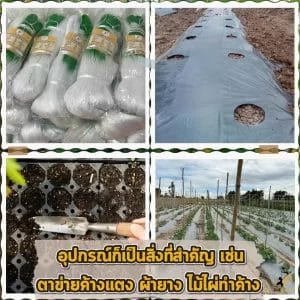 ตาข่ายค้างแตง
