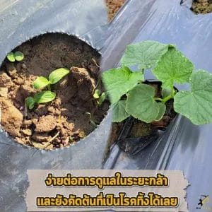 ต้นอ่อนแตงกวา
