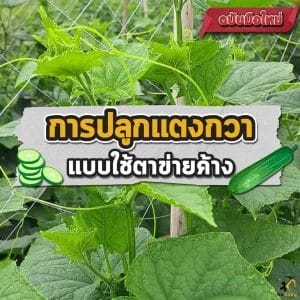 การปลูกแตงกวา 
