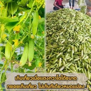 ค้างต้นไม้เลื้อย