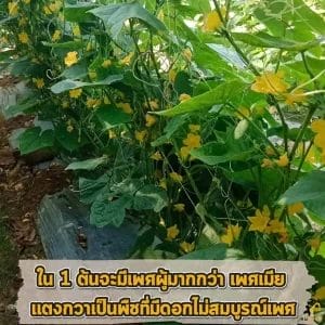 ดอกไม่สมบูรณ์เพศ
