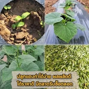 ประโยชน์การค้างแตง
