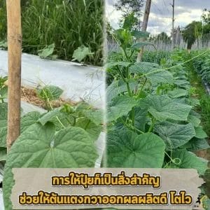 ตาข่ายปลูกไม้เลื้อย 