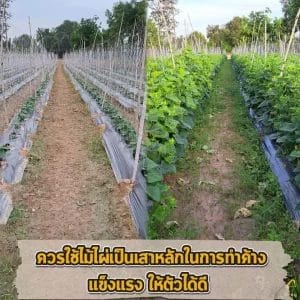 ไม้ไผ่ทำค้าง
