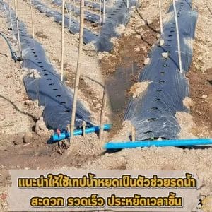 ตาข่ายปลูกผัก
