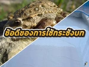 กระชังกบ