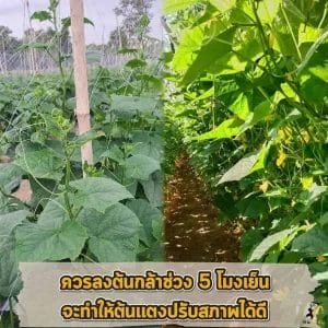 ต้นแตงกวา  
