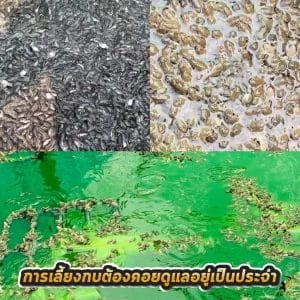 การดูแล 