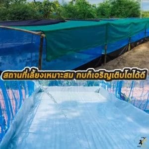 กระชังเลี้ยงกบ 