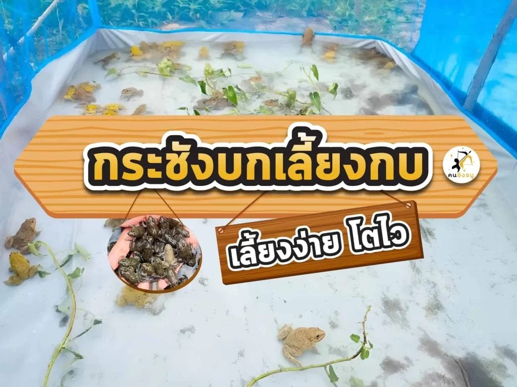 กระชังบกเลี้ยงกบ