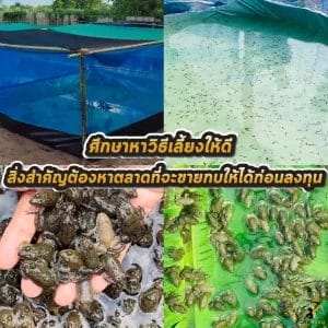 ศึกษาวิธีการเลี้ยงกบ
