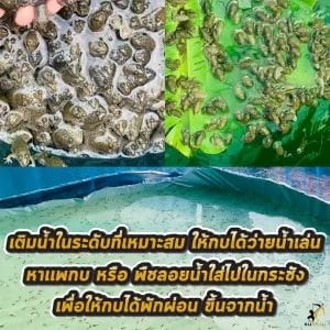 เลี้ยงกบในกระชังบก 