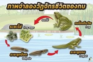 วัฏจักรกบ 