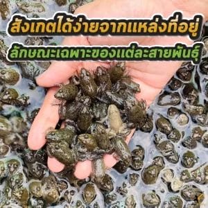 เลี้ยงกบ 