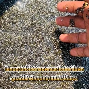 การดูแลไข่กบ