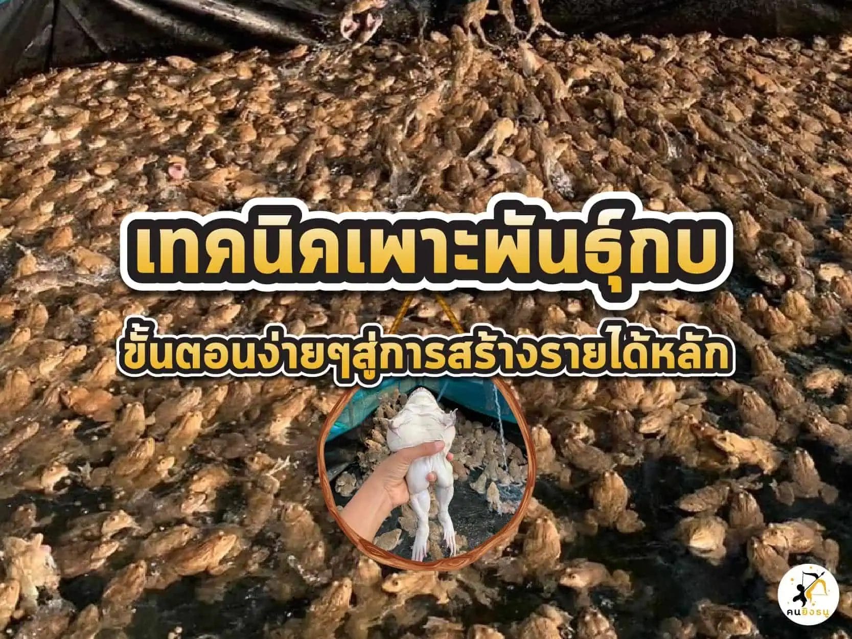 การเพาะพันธุ์กบขั้นตอนง่ายๆในการเป็นเกษตรมือใหม่