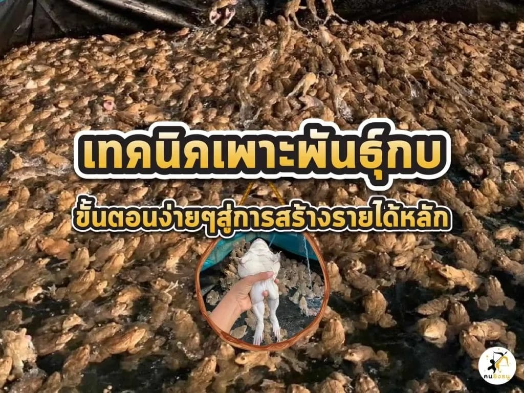 การเลี้ยงกบ