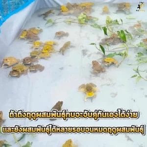 การขยายพันธุ์กบ