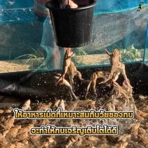 อาหารกบ