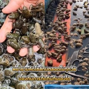 คัดขนาดตัวกบ