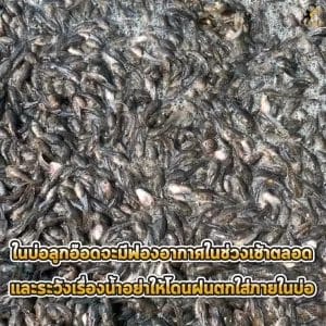 ลูกอ๊อดกบนา