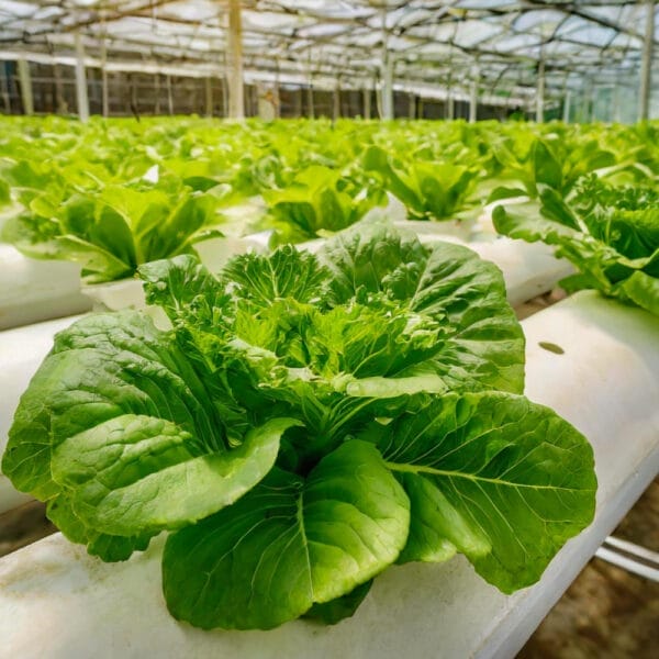 การปลูกผักไฮโดรโปนิกส์แบบมืออาชีพ