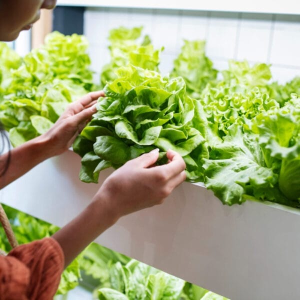 ผักที่เหมาะสำหรับการปลูกแบบไฮโดรโปนิกส์