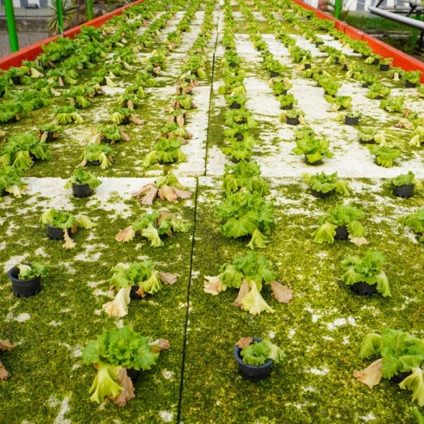 โรคและแมลงที่พบบ่อยในการปลูกผักไฮโดรโปนิกส์