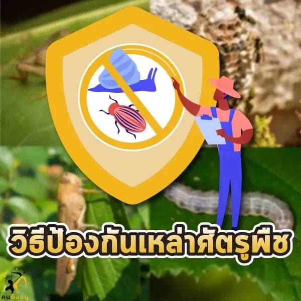 มุ้งขาวป้องกันศัตรูพืช