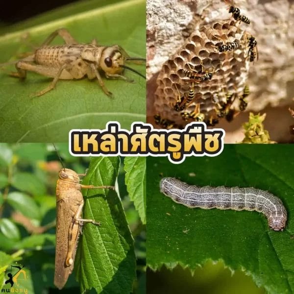 มุ้งขาวกันแมลง