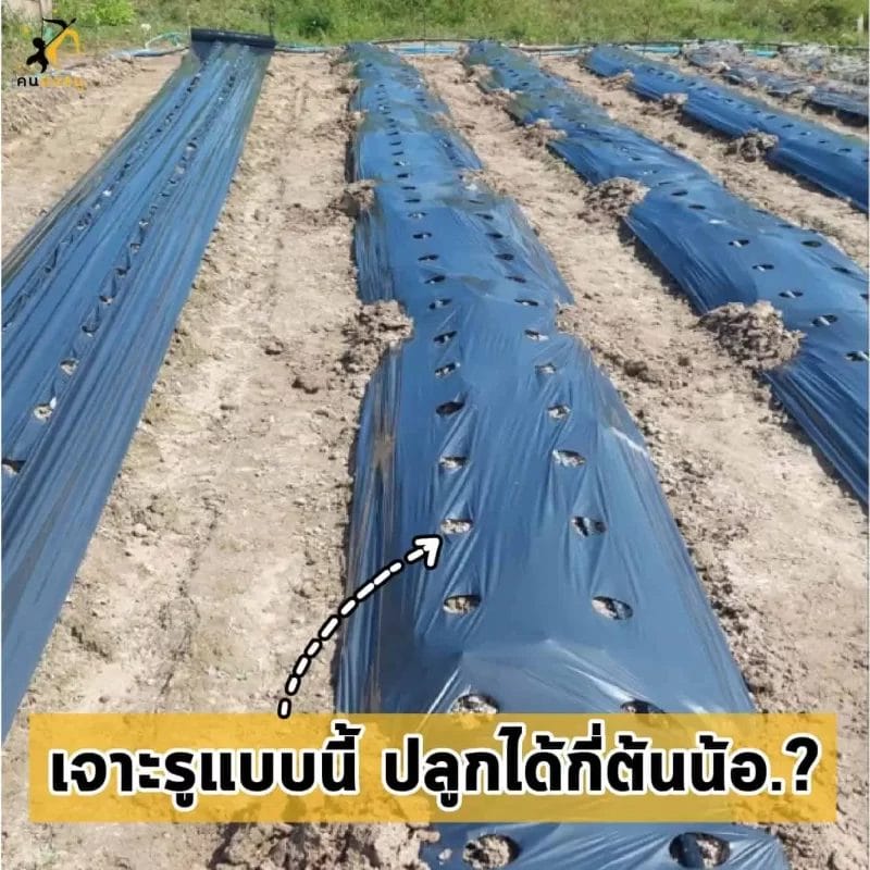 เจาะรูแบบนี้ปลูกได้กี่ต้น