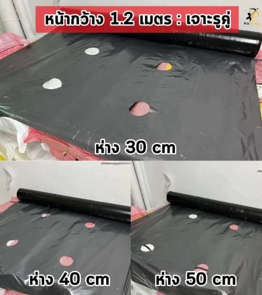 ผ้ายางคลุมแปลง 1.2 เมตรเจาะรูคู่
